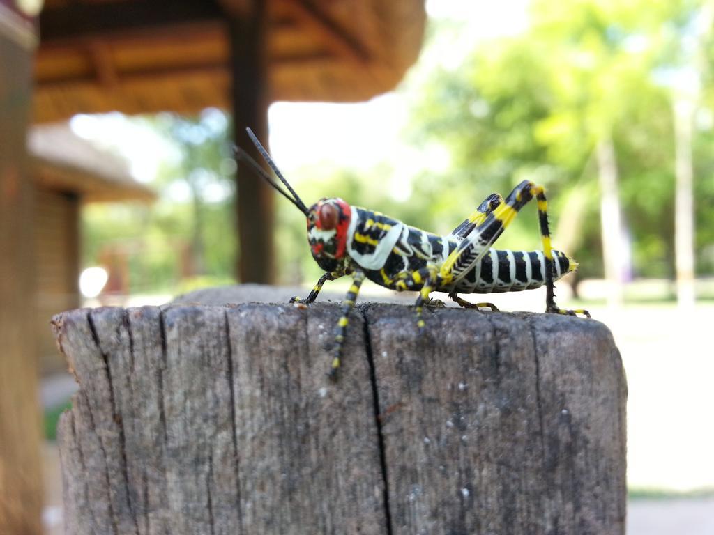 Las Curiosas Hotel Avia Terai Luaran gambar